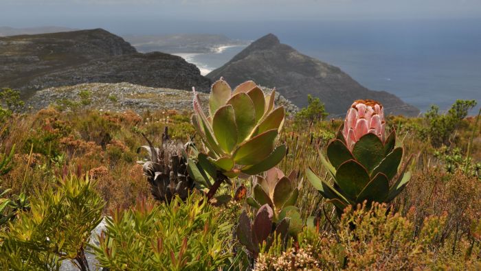 Protea speciosa, in habitat, Constantiaberg. (Photo Alice Notten)