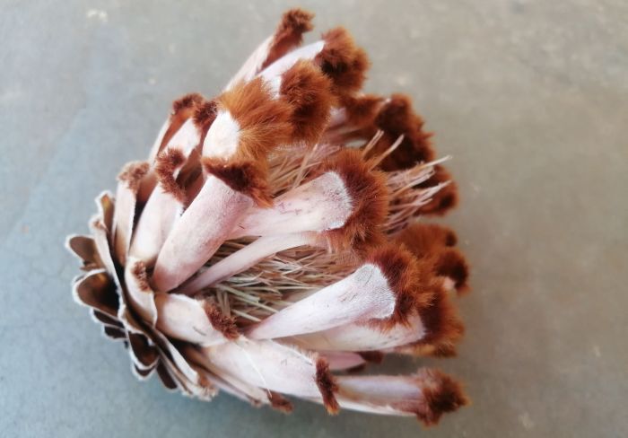 Protea speciosa, dried flowerhead. (Photo Mashudu Nndanduleni)