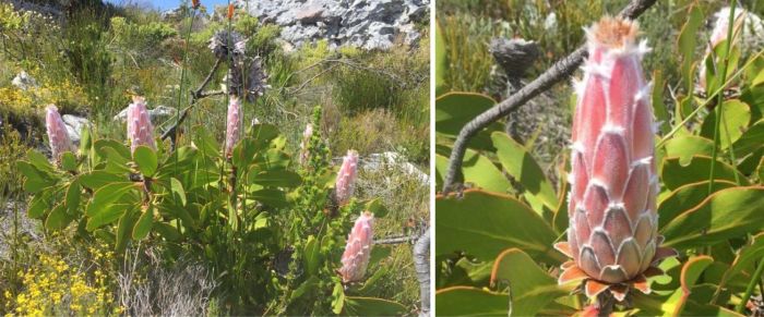 Protea speciosa, in habitat, Silvermine. (Photo Mashudu Nndanduleni)