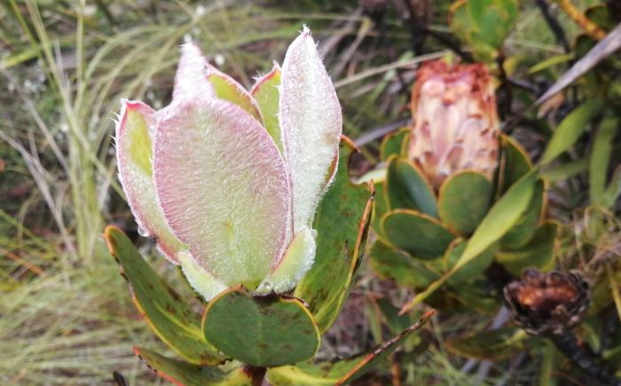 Protea speciosa, new growth. (Photo Mashudu Nndanduleni)