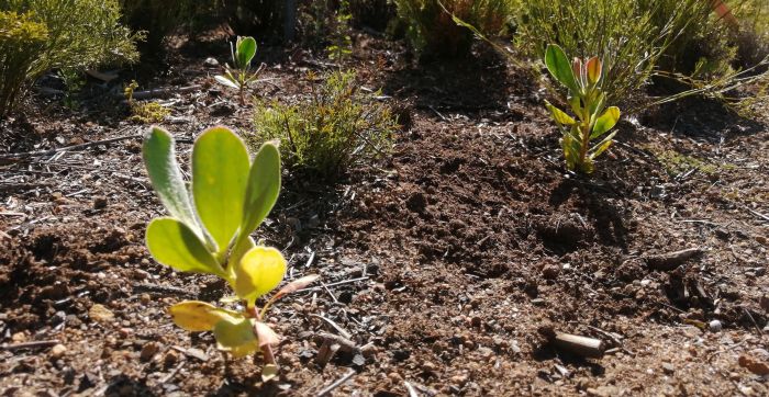 Protea speciosa, seedlings planted in the garden. (Photo Mashudu Nndanduleni)