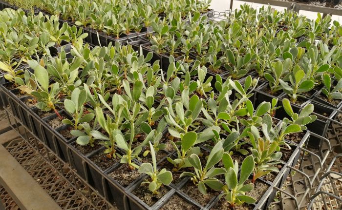 Protea speciosa, seedlings. (Photo Mashudu Nndanduleni)