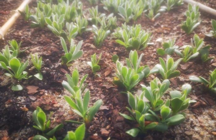 Protea speciosa, seedlings. (Photo Mashudu Nndanduleni)