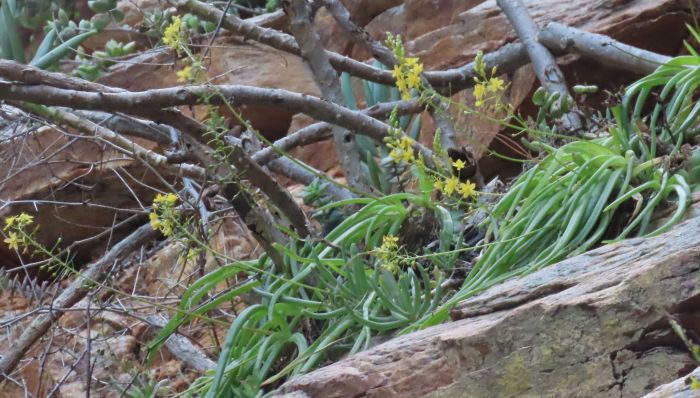 Bulbine meiringii in flower in spring, growing on a ledge at Meiringspoort. 