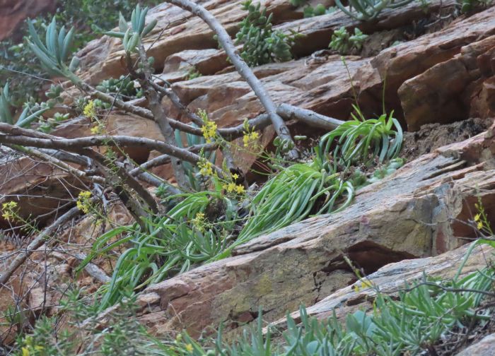 A group of Meiringspoort bulbine (Bulbine meiringii) in flower during spring, growing on a ledge at Meiringspoort. Note the Curio ficoides sharing its habitat.