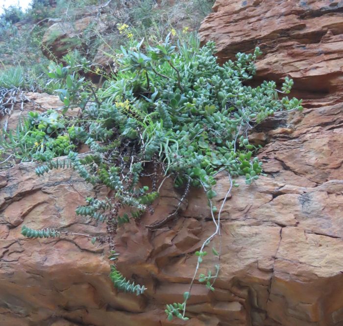 Bulbine meiringii shares its habitat with many cliff-dwelling (cremnophilous) species such as Crassula pellucida subsp. marginalis, Crassula perforata, Senecio muirii, Curio ficoides & Cotyledon woodii.