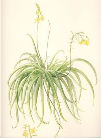 The Meiringspoort bulbine (Bulbine meiringii) illustration by Vicki Thomas