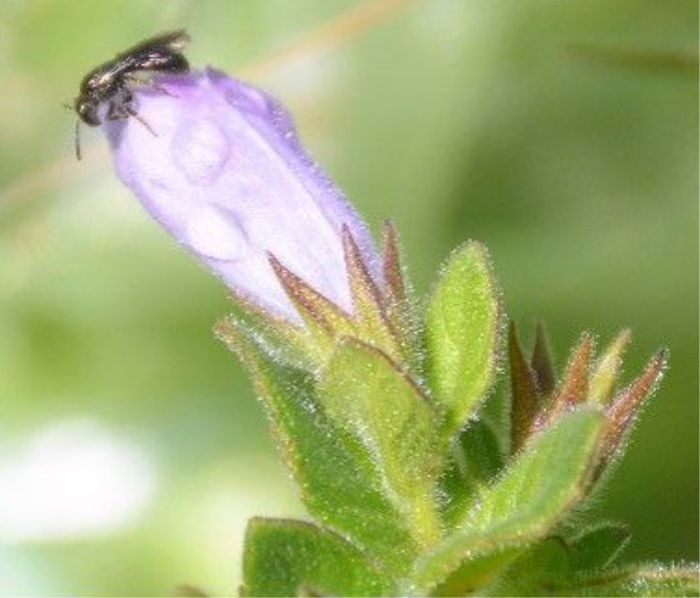 Killickia grandiflora and a possible pollinator  (Photo Portia Kgaboesele)