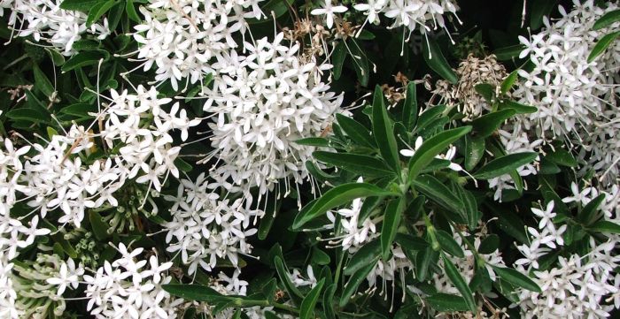 Pavetta zeyheri subsp. zeyheri in flower, Kirstenbosch NBG. (Photo Ernst van Jaarsveld)