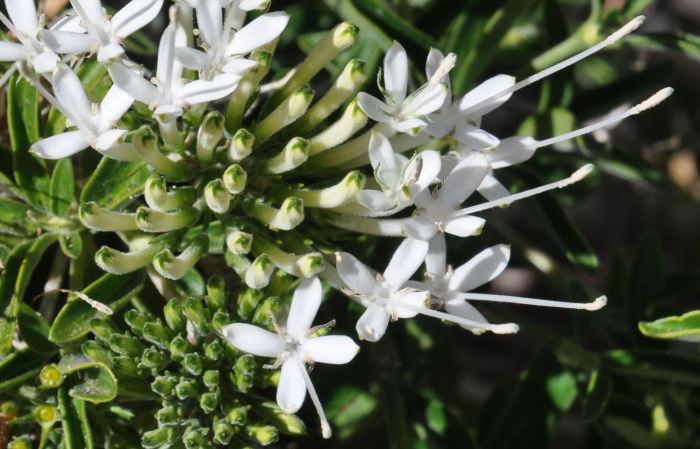 Pavetta zeyheri subsp. zeyheri flowers, Kirstenbosch NBG. (Photo Alice Notten)