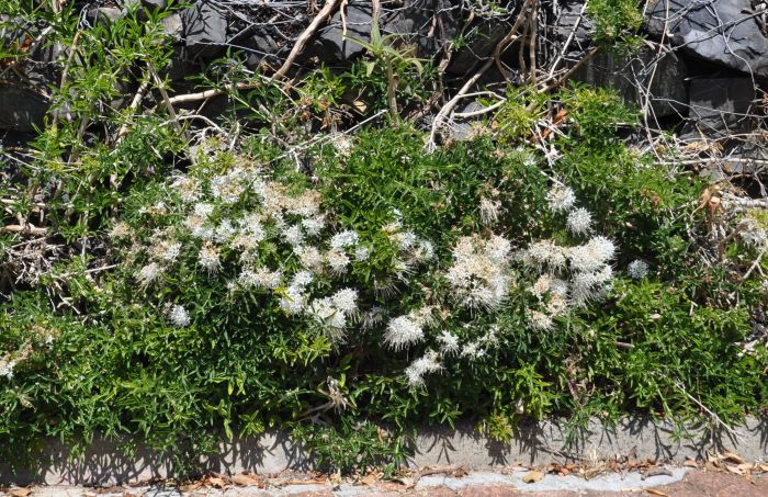 Pavetta zeyheri subsp. zeyheri growing on the gabions, Kirstenbosch NBG. (Photo Alice Notten)