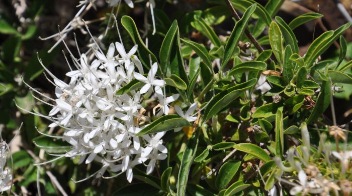 Pavetta zeyheri subsp. zeyheri inflorescence, Kirstenbosch NBG. (Photo Alice Notten)