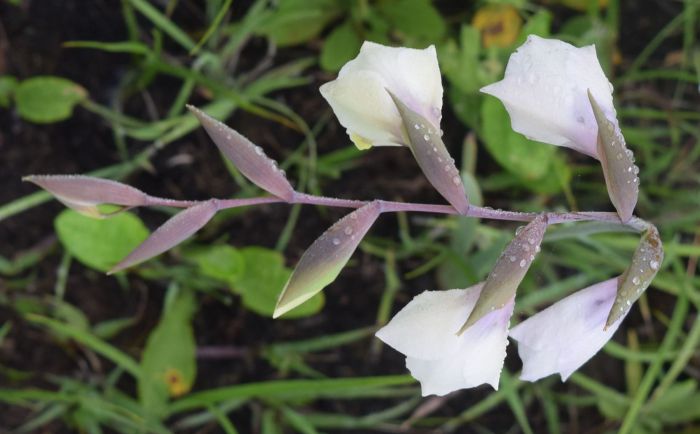 Gladiolus papilio, grey-green bracts. (Photo Alison Young)