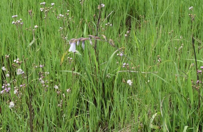 Gladiolus papilio, inclined stem. (Photo Alison Young)