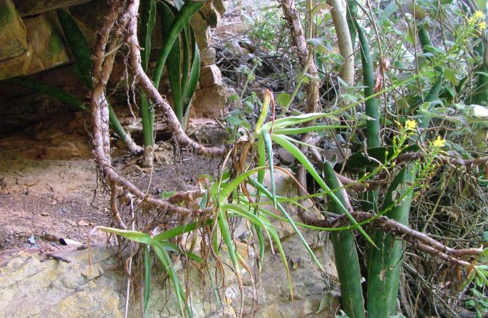 Bulbine suurbergensis growing on a cliff ledge (Suurberg) along the Witrivier. Note the long pendent stems.