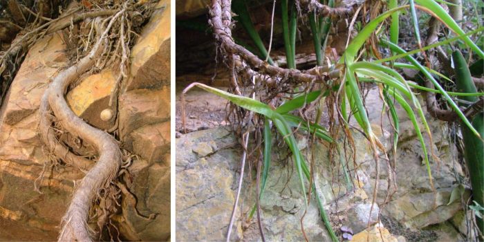 The stem of Bulbine suurbergensis and the rosettes, growing on a cliff ledge along the Witrivier, Eastern Cape, Addo Elephant National Park.