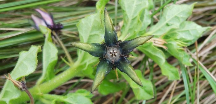 Brachystelma gerrardii (Photo Suvarna Parbhoo)