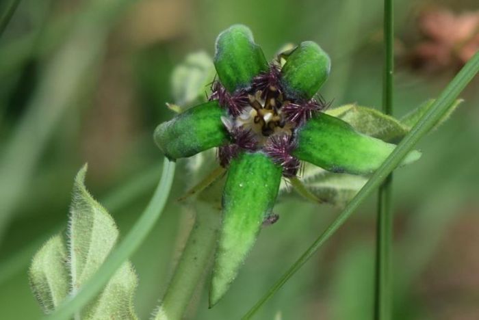 Brachystelma gerrardii, green flowers. (Photo Alison Young)