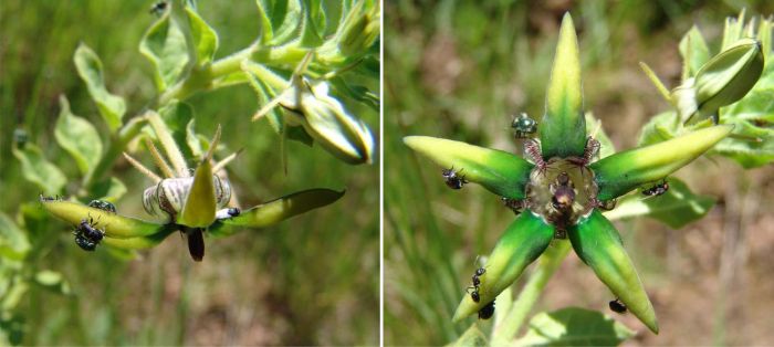 Brachystelma gerrardii, flowers, showing side and face. (Photos Geoff Nichols)