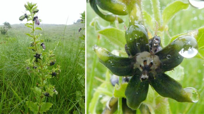 Brachystelma gerrardii, in habitat. (Photo Kaveesha Naicker)