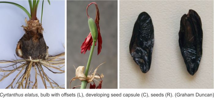 Cyrtanthus elatus, mature bulb with bulblets, unripe seed capsule and seeds. (Photos Graham Duncan)