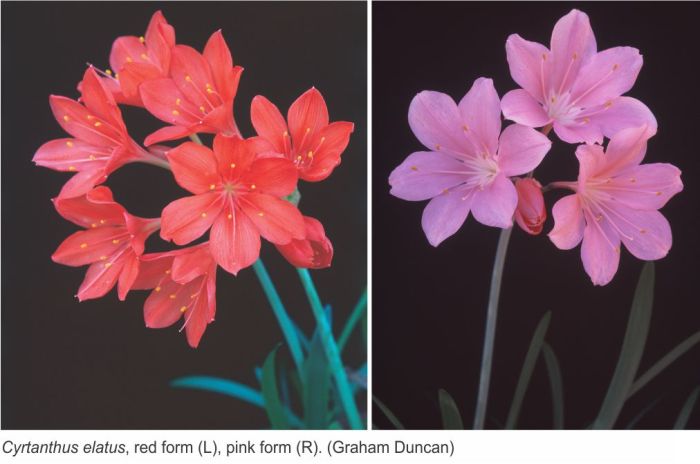 Cyrtanthus elatus showing red and pink forms. (Photos Graham Duncan)