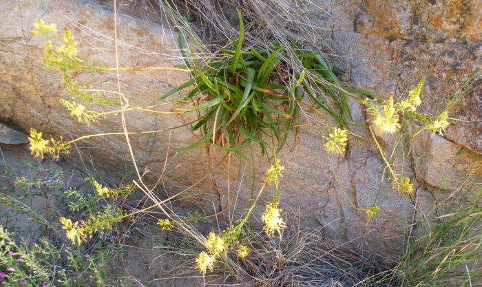 Bulbine ramosa in full flower in December 2016 on a sheer cliff ledge in the Badspoort, southeast of Calitzdorp, Western Cape.