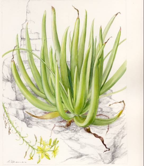 Bulbine ramosa, illustration by Vicki Thomas