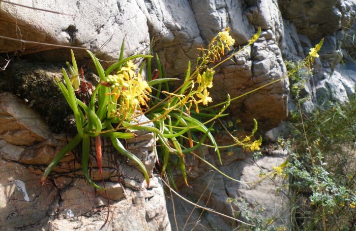 Bulbine ramosa in flower in November 2016, on a ledge of Witteberg quartzite at Badspoort.