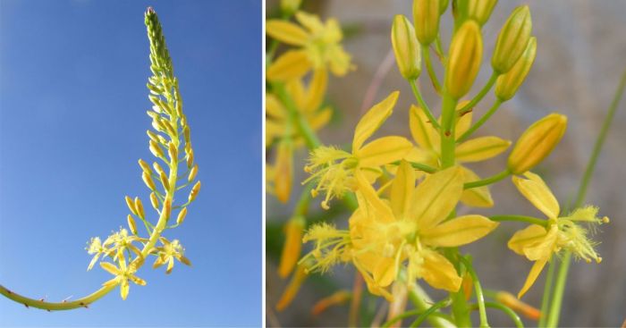 Bulbine ramosa in flower