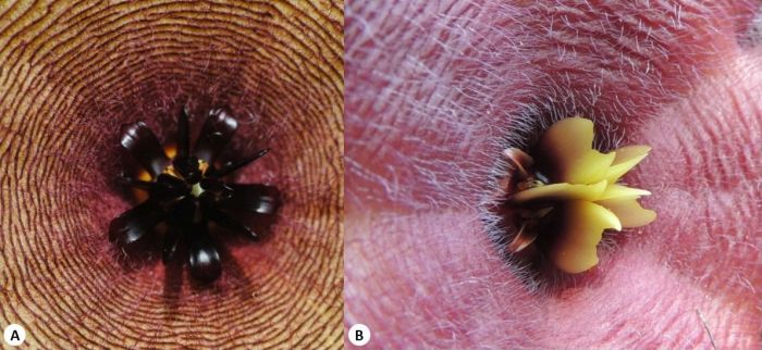 Corona lobes of A. Stapelia gigantea (Photo SP Bester) and B. S. grandiflora (Photo Marinda Koekemoer) showing the different morphology of these structures.