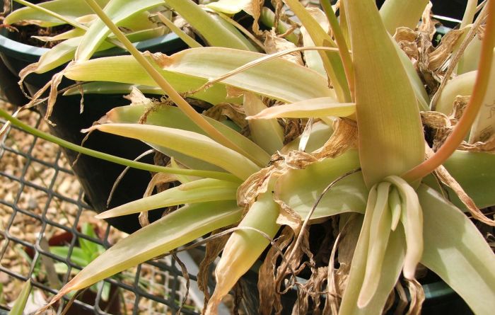 A close-up of the leaves of Bulbine thomasiae in cultivation. Note the faint striations.