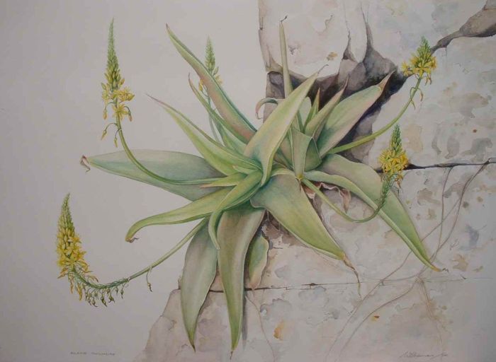 The Bulbine thomasiae illustration by Vicki Thomas.