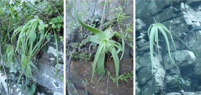 Bulbine thomasiae plants growing on a shady cliff. Note how the leaves become drawn out and drooping. 