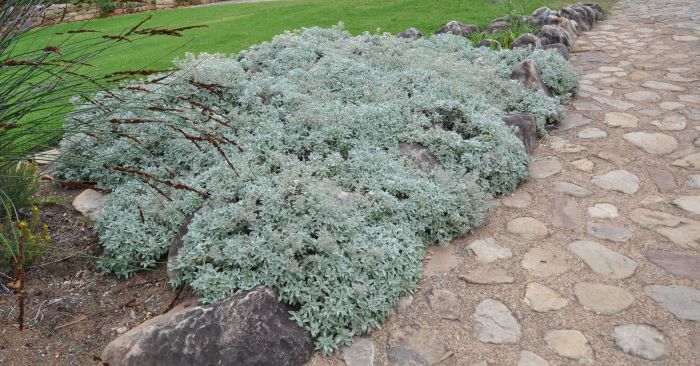 Helichrysum sutherlandii, planted as a groundcover in Kirstenbosch NBG.