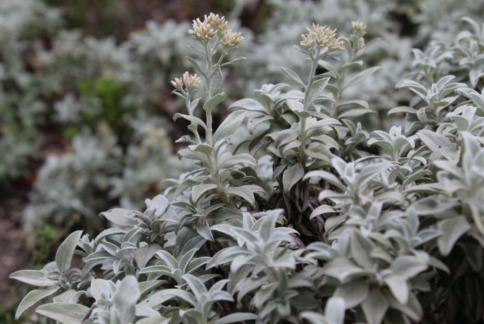 Helichrysum sutherlandii