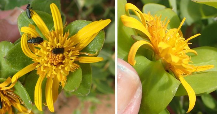 Didelta spinosa, flowerhead showing florets L and floral bracts R. (Photo Nicola van Berkel)