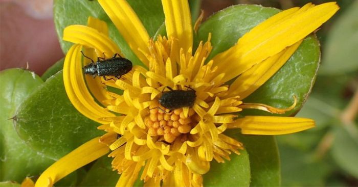 Didelta spinosa flowers attract bees and beetles. (Photo Nicola van Berkel)