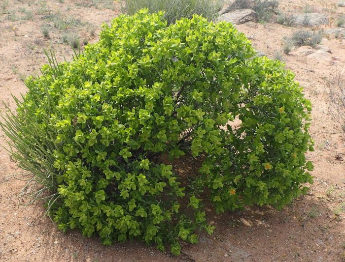 Didelta spinosa, growth habit. (Photo Nicola van Berkel)