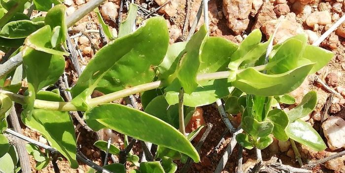 Didelta spinosa, leaves. (Photo Annari van der Merwe)