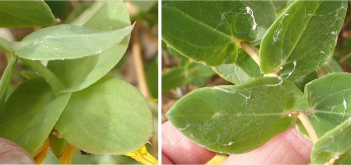 Didelta spinosa, leaves. (Photo Nicola van Berkel)