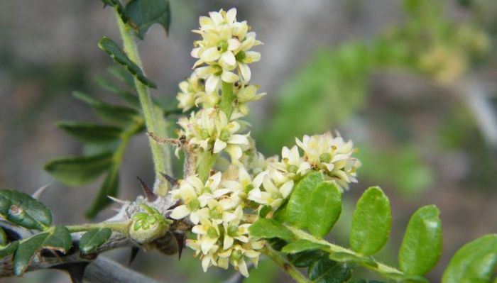 Zanthoxylum humile flowers. (Photo Penny English)