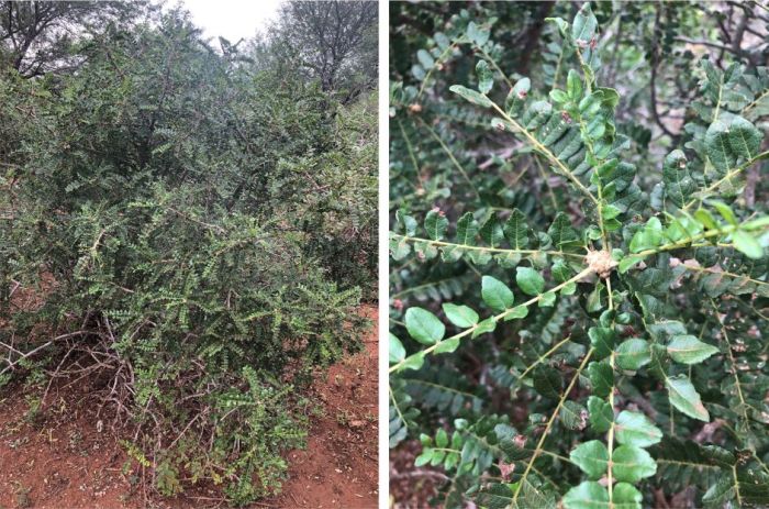 Zanthoxylum humile, a bush and leaves. (Photo Troos van der Merwe)