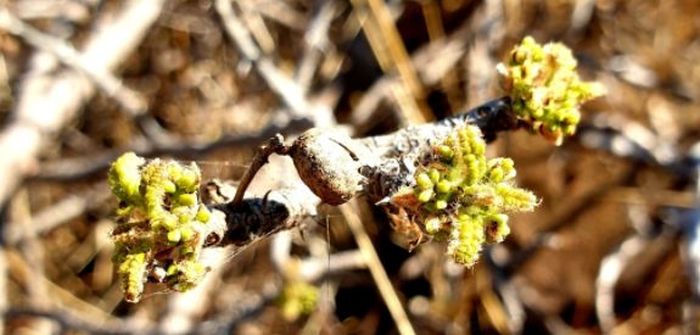 Zanthoxylum humile, new growth. (Photo Fraser Gear)