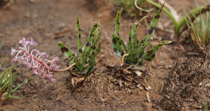 Ledebouria inquinata in flower, Delmas.