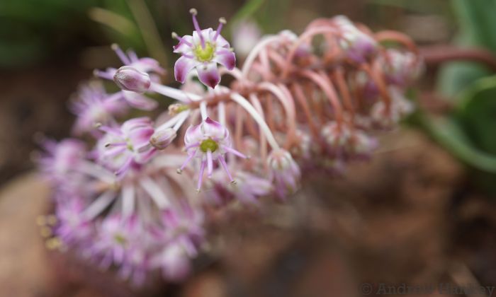 Ledebouria inquinata flowers.