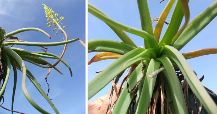 Bulbine latifolia var. curvata in flower in cultivation at Kirstenbosch National Botanical Garden.