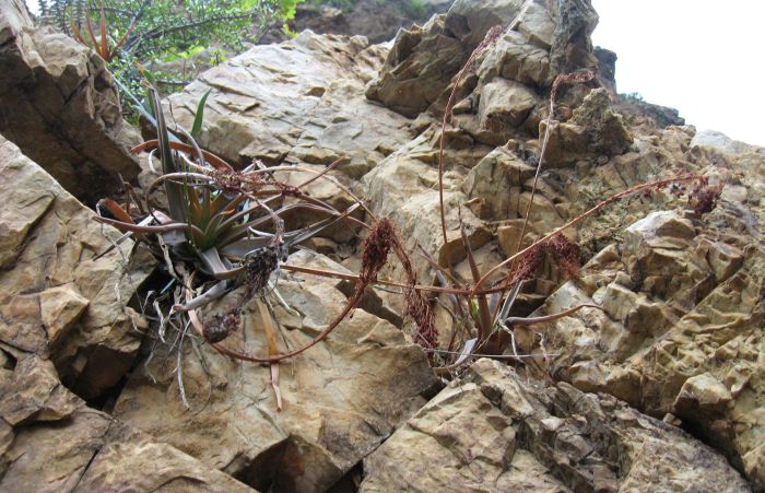 Two plants of Bulbine latifolia var. curvata in habitat at the Kouga Dam, taken from below.