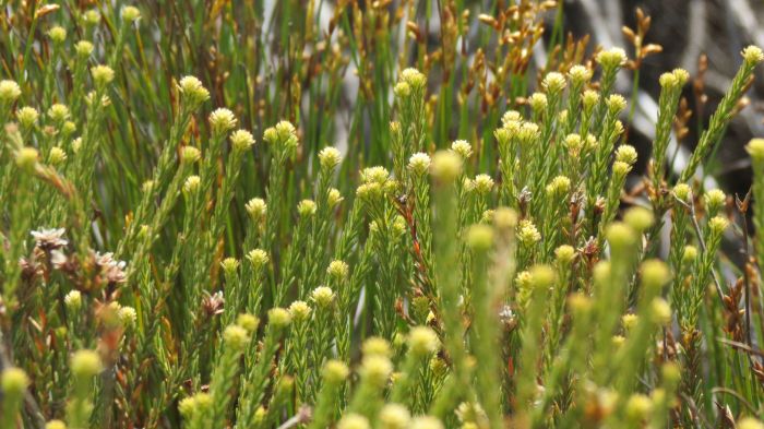 Staavia radiata in habitat, Silvermine. (Photo Kamogelo Solomon Modimola)