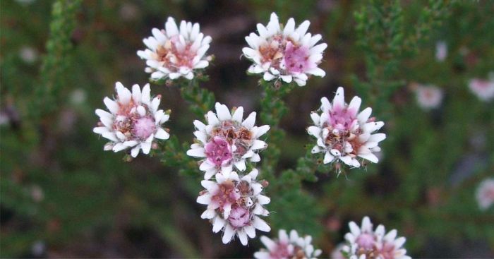 Staavia radiata flowerheads, showing flowers. (Photo Alice Notten)